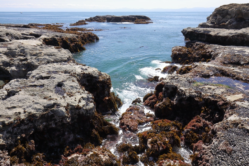 Illustration for article titled Pics from the (Ocean Floor): 2018-05-05 at Botanical Beach